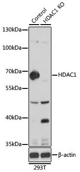 HDAC1 Rabbit Polyclonal Antibody