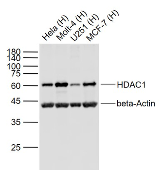 HDAC1 Rabbit Polyclonal Antibody