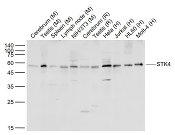 STK4 Rabbit Polyclonal Antibody