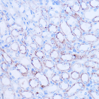SIRT3 Rabbit Polyclonal Antibody