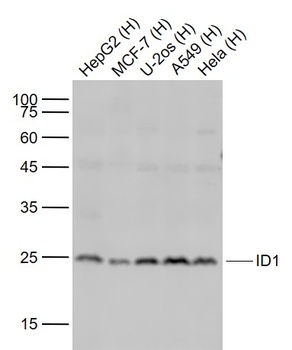 ID1 antibody