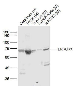 LRRC63 Rabbit Polyclonal Antibody