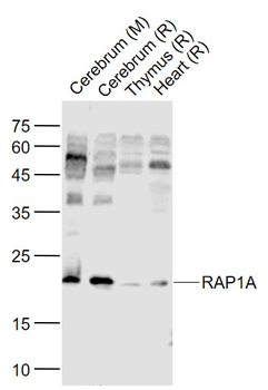 RAP1A Rabbit Polyclonal Antibody