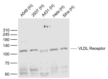 VLDL Receptor Rabbit Polyclonal Antibody