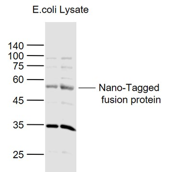 Nano-Tag (15) Rabbit Polyclonal Antibody