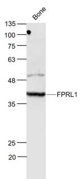 FPRL1 Rabbit Polyclonal Antibody