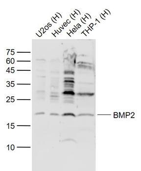 BMP2 Mouse Monoclonal Antibody