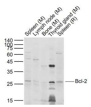 Bcl-2 antibody