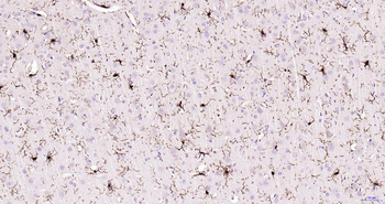 AIF1 Recombinant Rabbit Monoclonal Antibody