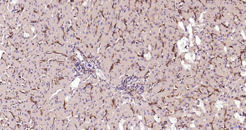 AIF1 Recombinant Rabbit Monoclonal Antibody