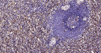 AIF1 Recombinant Rabbit Monoclonal Antibody