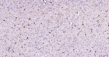 AIF1 Recombinant Rabbit Monoclonal Antibody