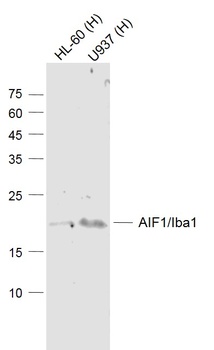 AIF1 antibody