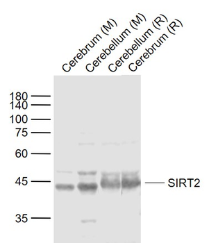 SIRT2 Rabbit Polyclonal Antibody