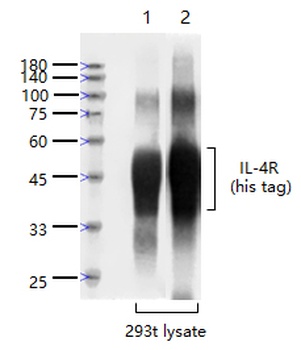 IL-4R antibody