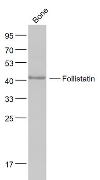 FS/Follistatin Rabbit Polyclonal Antibody