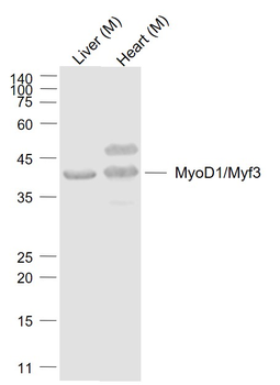 MyoD1/Myf3 Rabbit Polyclonal Antibody
