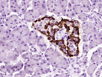 TTR/Prealbumin Mouse Monoclonal Antibody