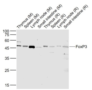 FoxP3 antibody