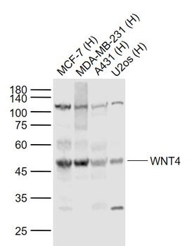 WNT4 Rabbit Polyclonal Antibody