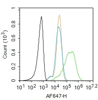 Caspase-1 P10 Rabbit Polyclonal Antibody