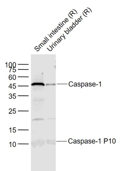 Caspase-1 P10 Rabbit Polyclonal Antibody