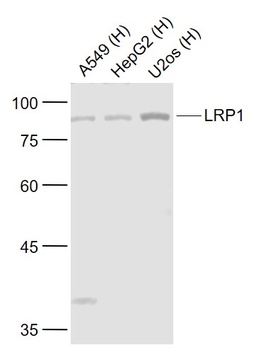 LRP1 antibody