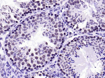 BANF1 Recombinant Rabbit Monoclonal Antibody