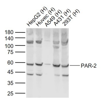 PAR-2 antibody