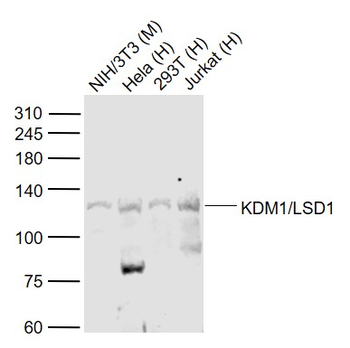 KDM1/LSD1 Rabbit Polyclonal Antibody