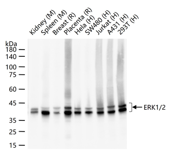 ERK1/2 Recombinant Rabbit Monoclonal Antibody