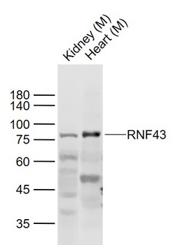 RNF43 antibody