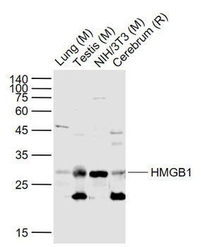 HMGB1 Rabbit Polyclonal Antibody
