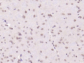 Phospho-IRS1 (Tyr1229) Rabbit Polyclonal Antibody