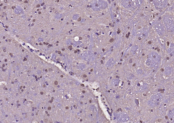 Phospho-IRS1 (Tyr1229) Rabbit Polyclonal Antibody