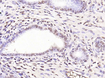 Phospho-IRS1 (Tyr1229) Rabbit Polyclonal Antibody