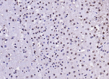 Phospho-IRS1 (Tyr1229) Rabbit Polyclonal Antibody