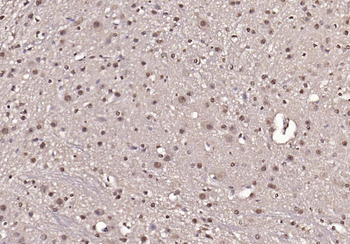 Phospho-IRS1 (Tyr1229) Rabbit Polyclonal Antibody