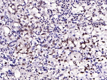 IRS1 (phospho-Tyr1229) antibody