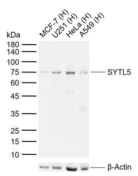 SYTL5 Rabbit Polyclonal Antibody