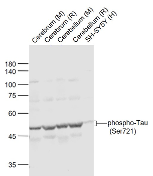 Phospho-Tau (Ser721) Rabbit Polyclonal Antibody