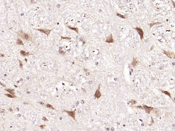 Phospho-Tau (Ser235) Rabbit Polyclonal Antibody