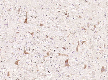 Phospho-Tau (Ser235) Rabbit Polyclonal Antibody
