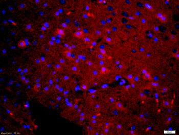 Phospho-Tau (Ser235) Rabbit Polyclonal Antibody