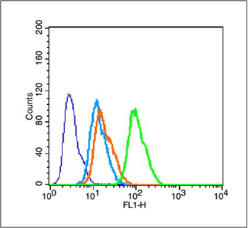 Phospho-Tau (Thr205) Rabbit Polyclonal Antibody