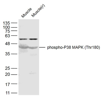 Phospho-P38 MAPK (Thr180) Rabbit Polyclonal Antibody