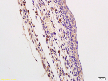 TLR9 Rabbit Polyclonal Antibody