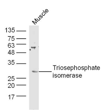Triosephosphate isomerase Rabbit Polyclonal Antibody