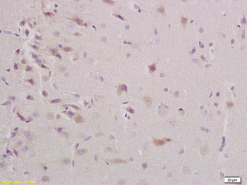 Triosephosphate isomerase Rabbit Polyclonal Antibody