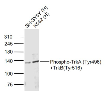 Phospho-TrkA (Tyr496) +TrkB (Tyr516) Rabbit Polyclonal Antibody